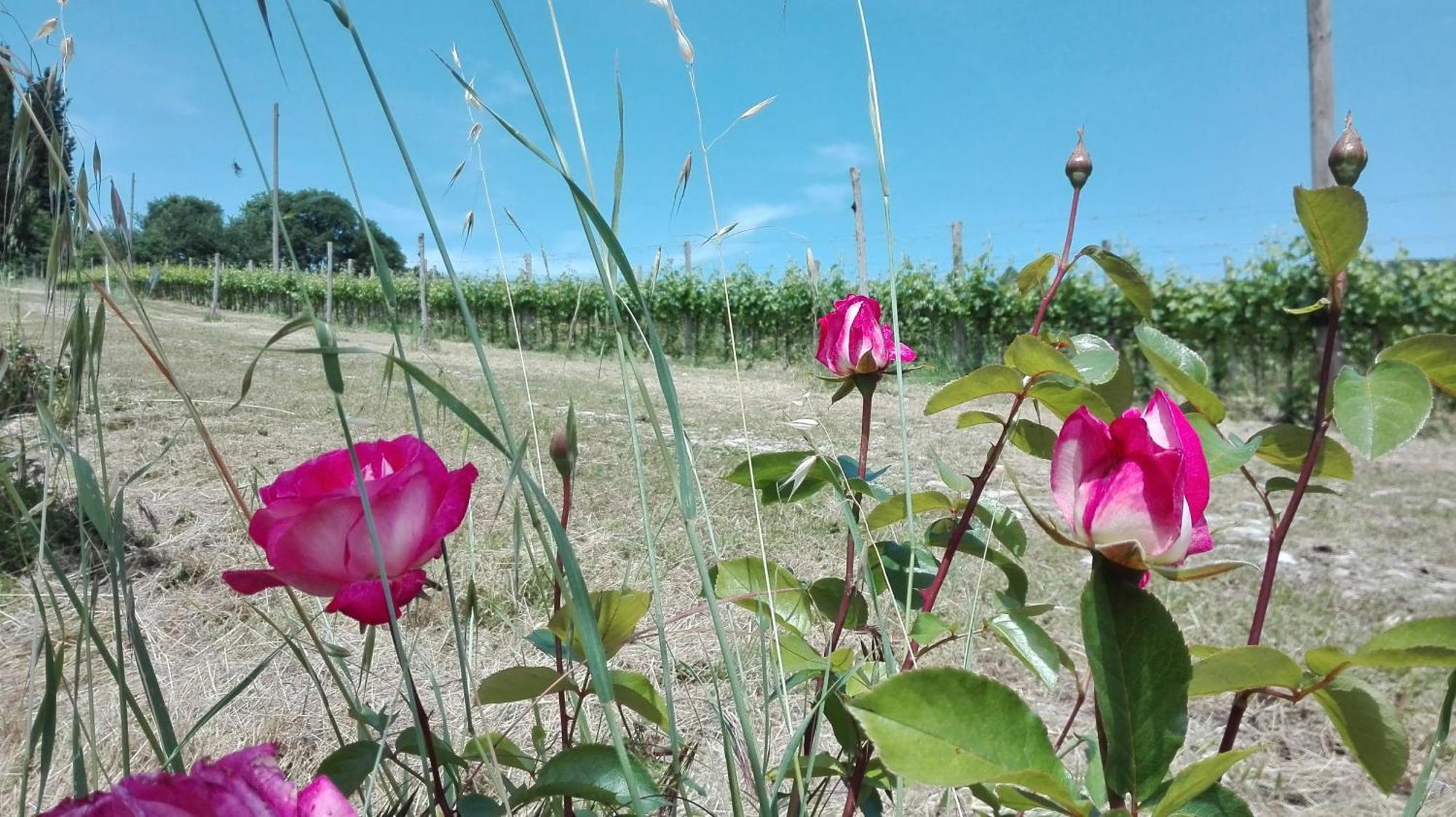 Villa Buonasera Agriturismo Greve in Chianti Bagian luar foto